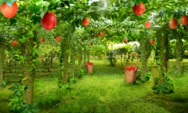 Nông trại dược liệu 250ha trồng gấc ở tỉnh Nghệ An.