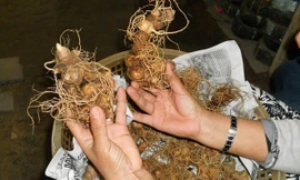 Sâm Ngọc Linh tươi có giá dao động trên thị trường từ 80-250 triệu đồng/kg