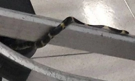 Rắn xuất hiện trên tay cầm của xe đẩy hành lý tại sân bay Thái Lan khiến du khách kinh hãi.