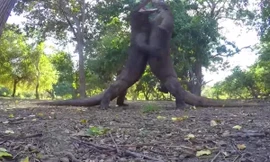 Rồng komodo kịch chiến trên đảo Indonesia