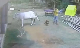 Con bò đá bay đứa trẻ ra phía sau. (Nguồn: The Sun)