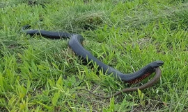 Lạnh người cảnh rắn độc nuốt chửng đồng loại