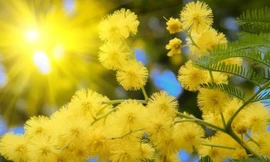 1001 bí quyết trị nám da từ thảo dược