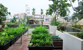 Vườn rau xanh tốt của chủ nhà ở phố