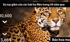 Sự suy giảm của các loài động vật trong 50 năm qua
