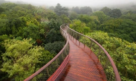 'Cây cầu xương rắn' đi bộ trên những ngọn cây