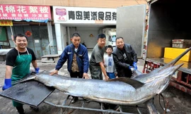 Ngư dân may mắn lập kỷ lục thế giới với chú cá kiếm khổng lồ