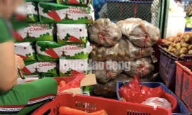 Khoai tây Trung Quốc được nhập về tỉnh Lâm Đồng rồi dán nhãn mác Đà Lạt bán với giá cao Ảnh: THÀNH ĐỒNG