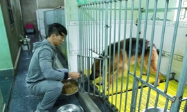 Anh Sơn cho những chú chó hoang mang về nuôi ăn tối