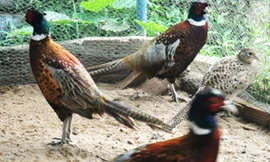 Chim Trĩ đẻ trứng trên nền cát ở chuồng nuôi của gia đình anh nông dân Đồng Rân.Ảnh:Trí Tín