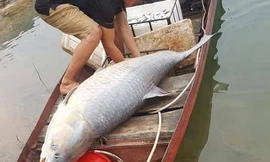 Cá trắm đen khổng lồ, nặng 61kg dính lưới ngư dân ở hồ Thác Bà