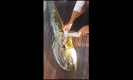 Mổ bụng 'quái cá', phát hiện 32 con rùa bên trong