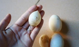 Cùng một đàn vịt nhưng trứng của gia đình bà Cường khi thì rất nhỏ, khi lại chứa tới 2 lòng đỏ. 