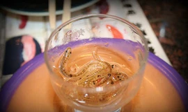 Ăn cá sống ngoe nguẩy trong miệng kiểu Nhật