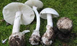 Không ít loài nấm trong thiên nhiên Việt Nam rất độc, có thể gây tổn thương nặng nề, thậm chí là tử vong cho con người. Ảnh: Ocio.uncomo