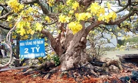 Cây mai vàng 99 năm giá 2 tỷ đồng ở Sài Gòn