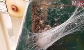 Hàng trăm con nhện “phục kích” trong thùng thư báo