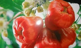 Mận có nhiều tác dụng tốt cho sức khỏe. Ảnh: 2day.