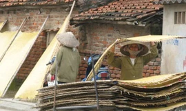 Càng gần Tết, người sản xuất miến Tết càng bận rộn với nghề