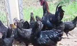 Gà Mông đen vào dịp Tết có giá 400.000 đồng/kg được nhiều khách đặt hàng. 