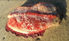 Bí ẩn sinh vật đỏ như máu, không mắt miệng ở Australia