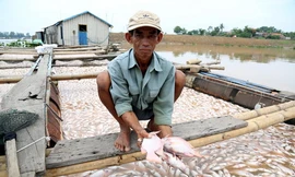 Người dân trắng tay chỉ sau một đêm khi hàng nghìn tấn cá chết trắng mặt sông. Ảnh: Phước Tuấn.