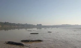 Đàn cá sấu khổng lồ trên sông. Ảnh: Wade Kelly.