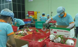 Đóng gói thanh long xuất khẩu đi Úc tại nhà máy Hoàng Phát (tỉnh Long An)