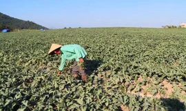 Người trồng dưa khốn khổ vì bị các đối tượng “bảo kê” đòi tiền