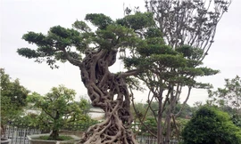 Cây si dáng chữ S từng được trả giá 4 tỷ đẹp cỡ nào?