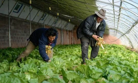 Một trang trại trồng rau ở Trung Quốc - Ảnh: Xinhua.