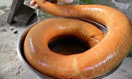 Nông dân bắt được lươn vàng 'khủng' trên ruộng Cà Mau