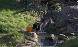 Vườn thú Anh tổ chức Halloween cho động vật