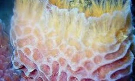 Bọt biển hay hải miên là động vật đa bào nguyên thủy, có cấu trúc tế bào tách biệt và phần lớn là sinh sống ở biển. 