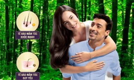 Tế bào mầm tóc: Đột phá mới trong điều trị rụng tóc, hói đầu