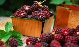 Tang thầm (quả dâu chín)