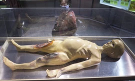 Một mô hình người ngoài hành tinh.