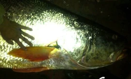 Con cá sủ vàng Bùi Đình Thắng bắt được ở cửa Ba Lạt