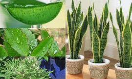 Những cây có lá mọng nước chữa bệnh tốt nhất