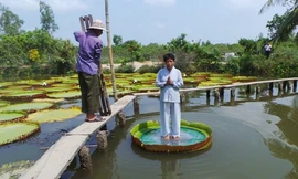 Theo sư Thích Huệ Từ - chủ chùa cho biết loài sen "khổng lồ" này xuất hiện ở chùa vào năm 1992