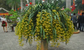 Chậu hoa địa lan Trần Mộng đẹp rực rỡ.