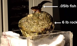 Khám phá cá lực sĩ hút vật nặng gấp 300 lần cơ thể