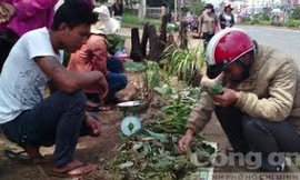 Nhiều người tìm mua "lộc rừng" - Ảnh: K' Liệp