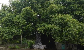 Chiêm ngưỡng cây thị nghìn tuổi ở Hà Nội