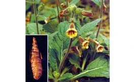 Cây và củ sinh địa.