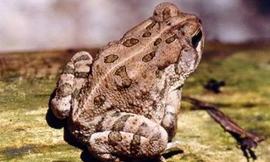 Thịt cóc nếu không biết chế biến sẽ dễ gây ngộ độc . Ảnh minh họa