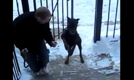 Xem chó lên cầu thang bằng hai chân điêu luyện