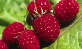 Bài thuốc từ trái cây giúp quý ông “bảo dưỡng” năng lực phòng the