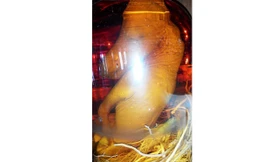 Bình rượu nguyên con ngựa con