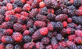 Lưu ý không thể quên khi ngâm siro dâu tằm